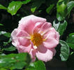 Baby Blanket ® rose photo