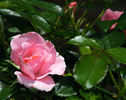 Baby Blanket ® rose photo