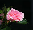 Baby Blanket ® rose photo