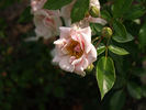 Northamptonshire rose photo