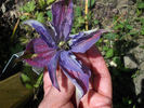 Sunny Sky clematis photo