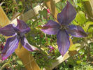 Sunny Sky clematis photo