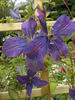 Sunny Sky clematis photo