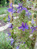 Sunny Sky clematis photo