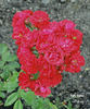 Fairy Dance ® rose photo