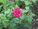 Granny Grimmetts rose photo