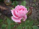 Oor Wullie rose photo