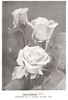 Charles Gregory rose photo