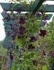 Royal Velours clematis photo