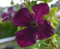 Royal Velours clematis photo