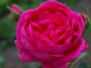 Erin Fleming rose photo