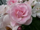 Seresso rose photo