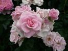 Seresso rose photo