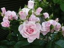 Seresso rose photo