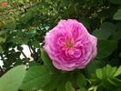L'ardoisée rose photo