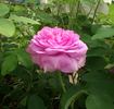 L'ardoisée rose photo