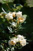 Citronella rose photo