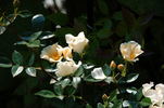 Citronella rose photo
