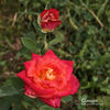 Chanson rose photo