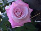 Top Gun rose photo