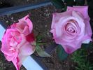 Top Gun rose photo