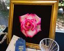 My Lady Barbara rose photo