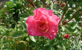Comtesse de Flandre rose photo