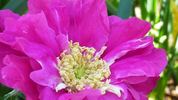 Moje Hammarberg rose photo