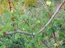 1-72-1Hugonis rose photo