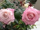 Top Gun rose photo