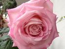 Top Gun rose photo