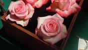 Secret Lady rose photo