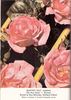 Bantry Bay ® rose photo