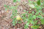 Rival de Paestum rose photo