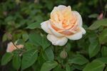 Baxter Beauty rose photo