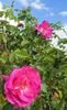 Ruhm von Steinfurth rose photo