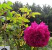 Queen of Bedders rose photo