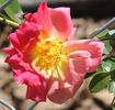 Réveil Dijonnais rose photo