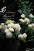 Marc-Antoine Charpentier rose photo