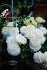 Marc-Antoine Charpentier rose photo