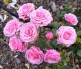 Pink Rosette rose photo