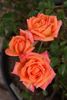 Orange Parfait ™ rose photo
