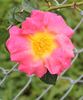 Réveil Dijonnais rose photo