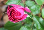 Mercedes Gallart rose photo