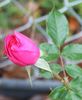 Mercedes Gallart rose photo