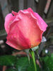 Lady Trent rose photo