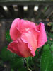 Lady Trent rose photo