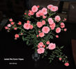 Dick Koster Fulgens rose photo