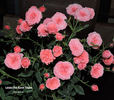 Dick Koster Fulgens rose photo