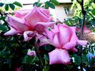 Rosy Mantle rose photo
